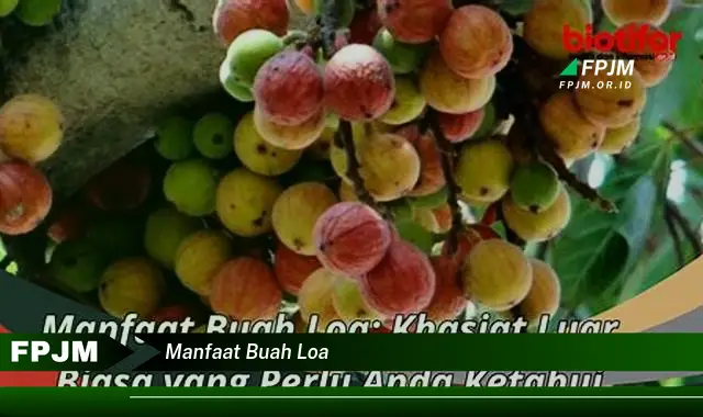 manfaat buah loa