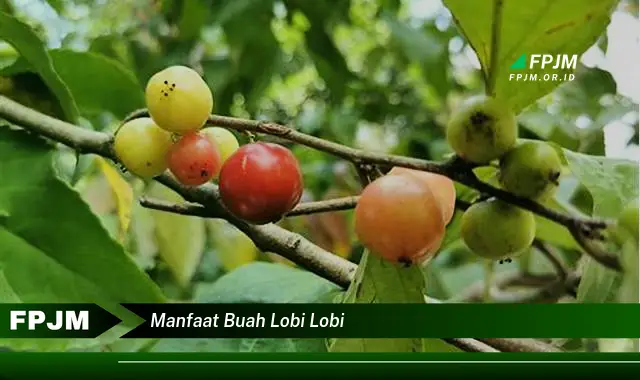 manfaat buah lobi lobi manfaat buah lobi lobi