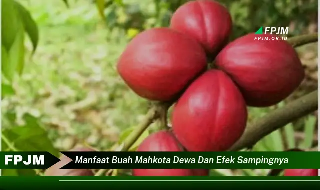 manfaat buah mahkota dewa dan efek sampingnya
