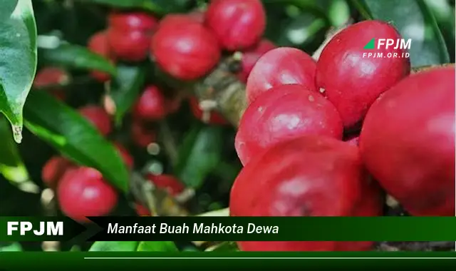 manfaat buah mahkota dewa manfaat buah mahkota dewa