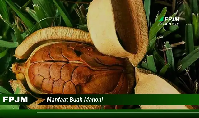 manfaat buah mahoni