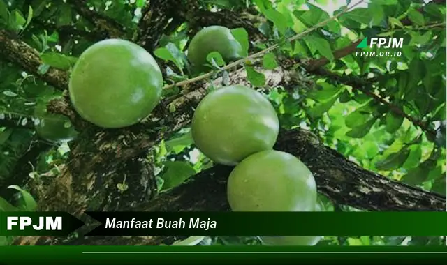 manfaat buah maja
