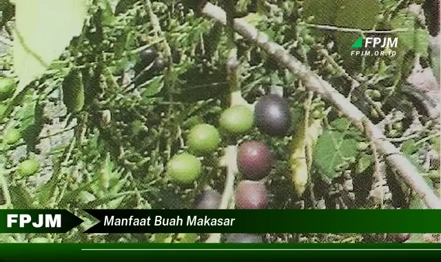 manfaat buah makasar