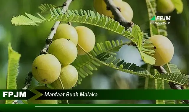 manfaat buah malaka manfaat buah malaka