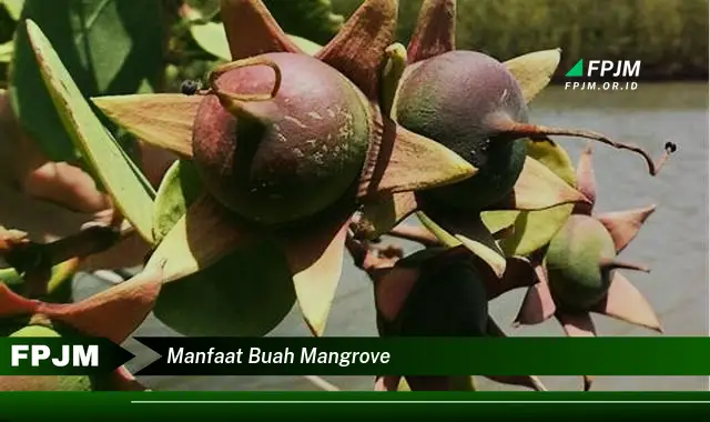 manfaat buah mangrove