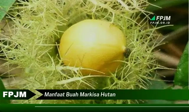 manfaat buah markisa hutan manfaat buah markisa hutan