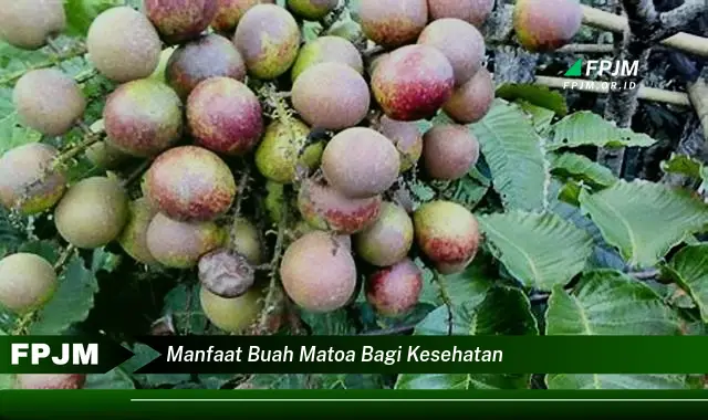 manfaat buah matoa bagi kesehatan manfaat buah matoa bagi kesehatan