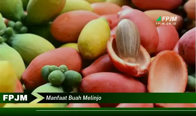 manfaat buah melinjo manfaat buah melinjo