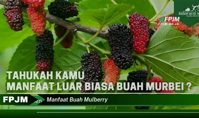 manfaat buah mulberry manfaat buah mulberry