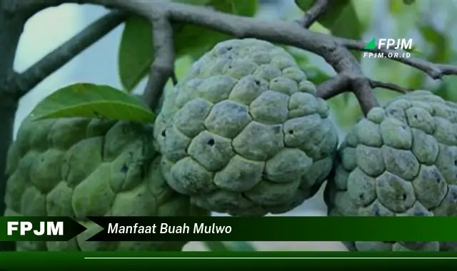 manfaat buah mulwo