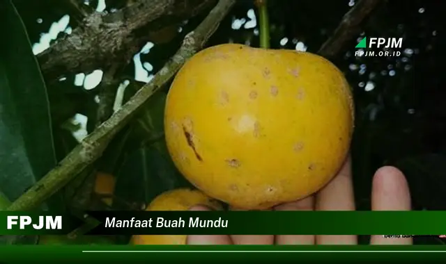 manfaat buah mundu manfaat buah mundu