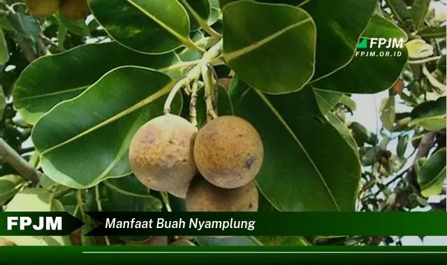 manfaat buah nyamplung