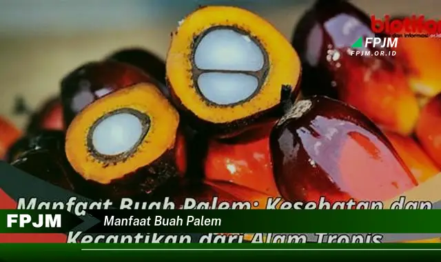 manfaat buah palem manfaat buah palem