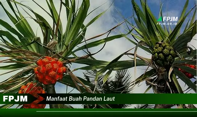 manfaat buah pandan laut