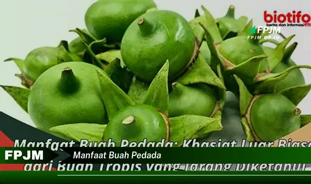 manfaat buah pedada