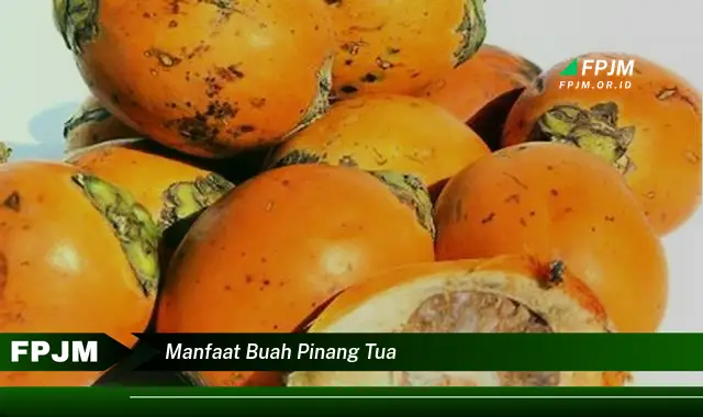 manfaat buah pinang tua manfaat buah pinang tua