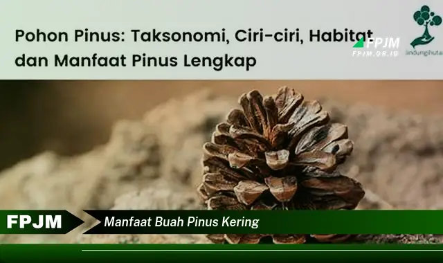 manfaat buah pinus kering