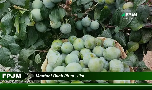 manfaat buah plum hijau manfaat buah plum hijau