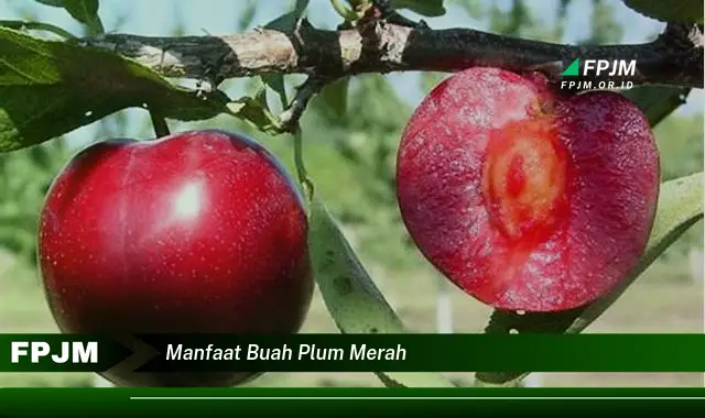 manfaat buah plum merah