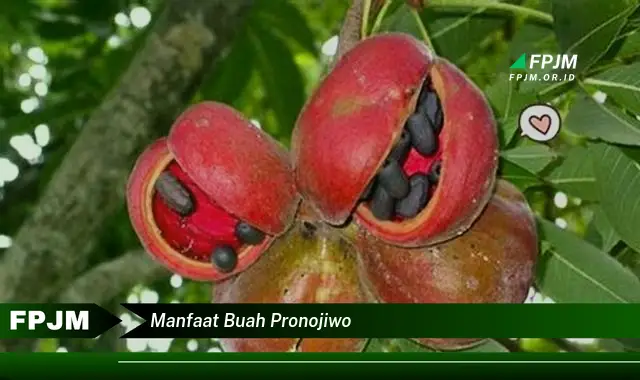 manfaat buah pronojiwo manfaat buah pronojiwo