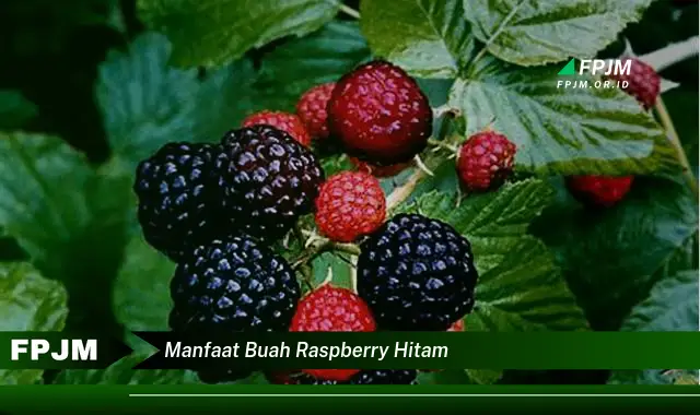 manfaat buah raspberry hitam