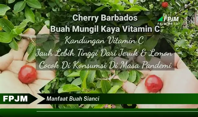 manfaat buah sianci