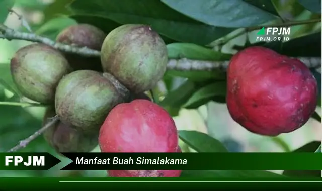 manfaat buah simalakama