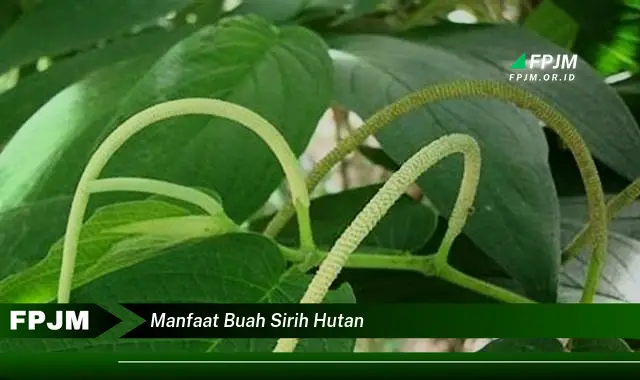 manfaat buah sirih hutan