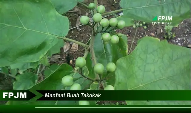 manfaat buah takokak manfaat buah takokak