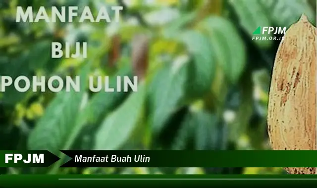 manfaat buah ulin