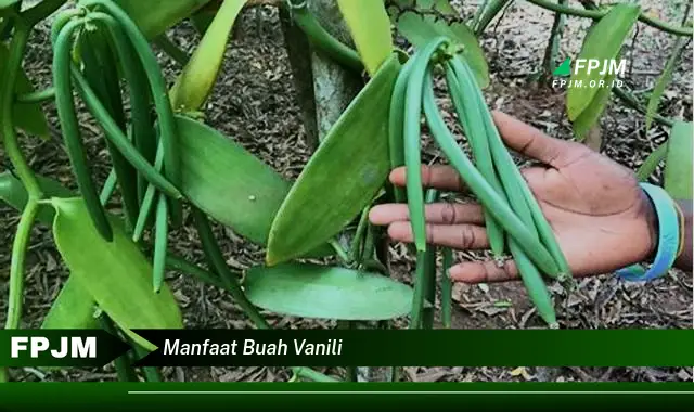 manfaat buah vanili