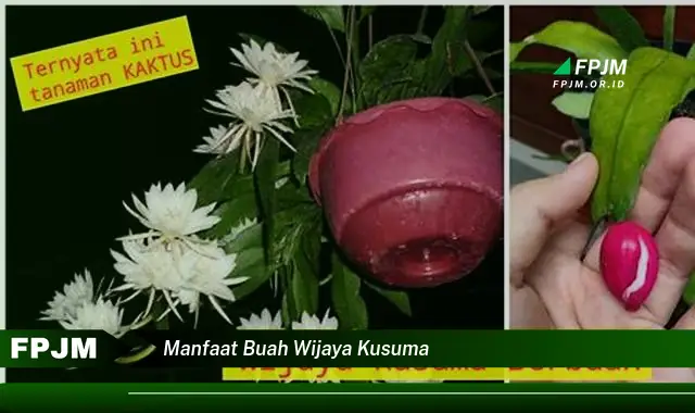 manfaat buah wijaya kusuma