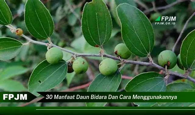 Ketahui 30 Manfaat Daun Bidara dan Cara Menggunakannya untuk Kesehatan & Kecantikan