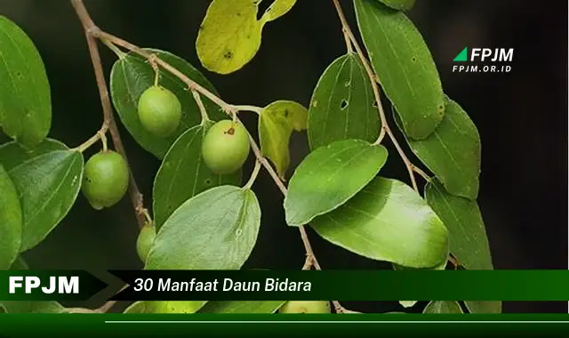 30 manfaat daun bidara