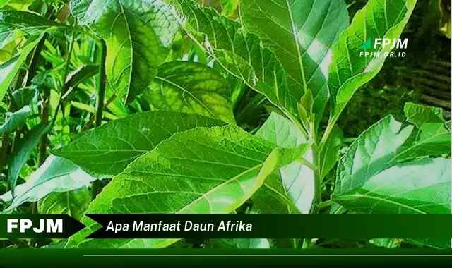 Ketahui 10 Manfaat Daun Afrika untuk Kesehatan Tubuh Anda