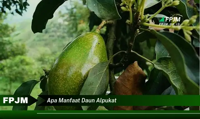 apa manfaat daun alpukat