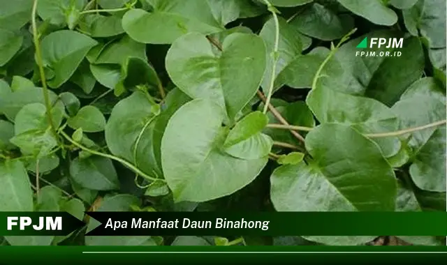 apa manfaat daun binahong