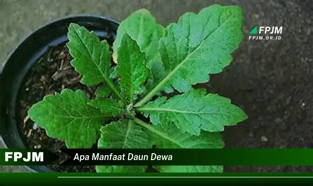 apa manfaat daun dewa