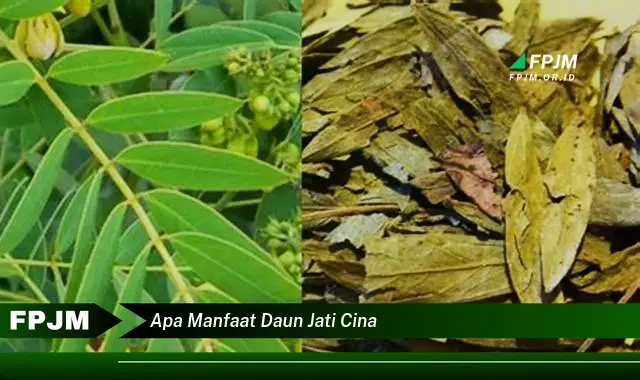 apa manfaat daun jati cina