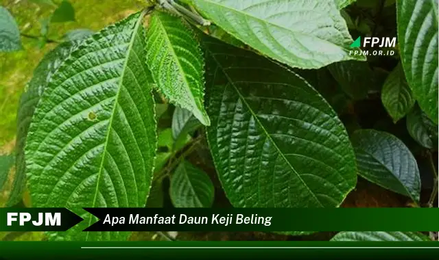 apa manfaat daun keji beling