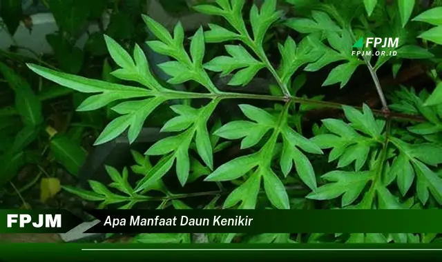 apa manfaat daun kenikir