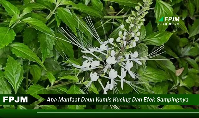 Ketahui 9 Manfaat Daun Kumis Kucing untuk Kesehatan dan Efek Samping yang Perlu Diwaspadai