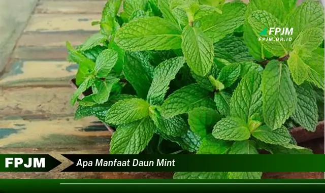 apa manfaat daun mint