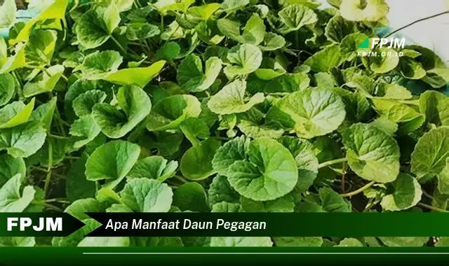 Ketahui 8 Manfaat Daun Pegagan untuk Kesehatan dan Kecantikan Kulit