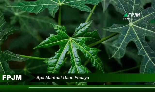 Ketahui 8 Manfaat Daun Pepaya untuk Kesehatan Tubuh Anda