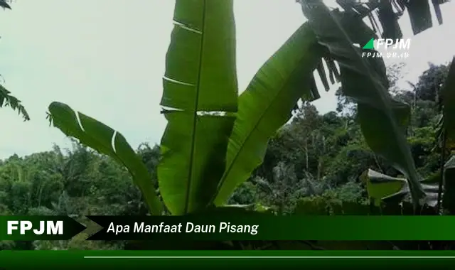 Ketahui 8 Manfaat Daun Pisang untuk Kesehatan, Kecantikan, dan Lingkungan