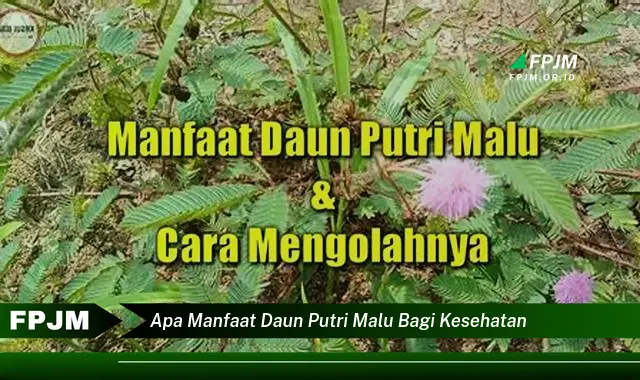 Temukan 9 Manfaat Daun Putri Malu Bagi Kesehatan,  Obat Herbal Tradisional yang Terbukti Ampuh