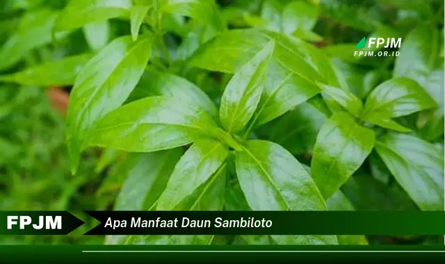 apa manfaat daun sambiloto