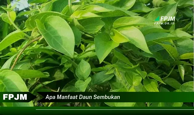 Ketahui 9 Manfaat Daun Sembukan untuk Kesehatan dan Kecantikan Anda