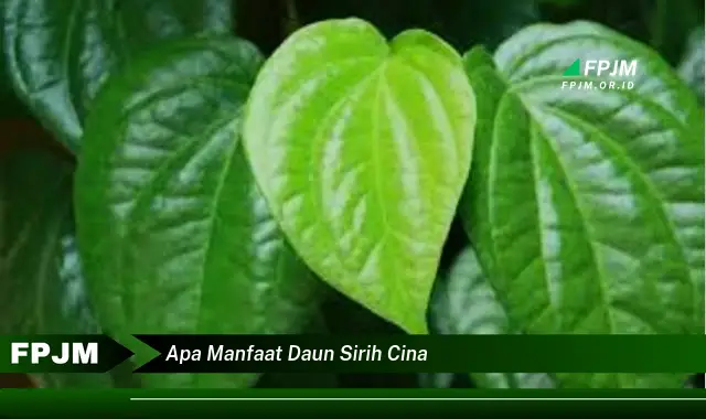 Ketahui 10 Manfaat Daun Sirih Cina untuk Kesehatan Tubuh Anda